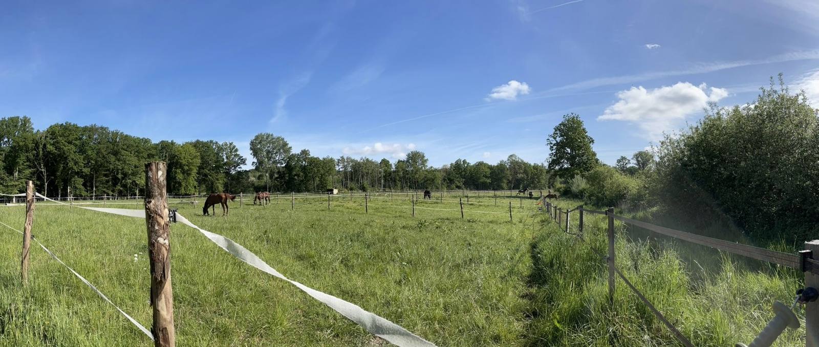 Chevaux qui pâturent dans une grande prairie entourée d’arbres