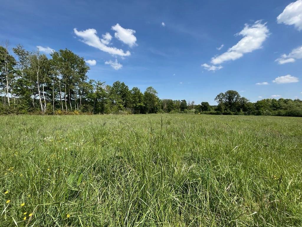 Herbe haute et bouleaux dans la prairie