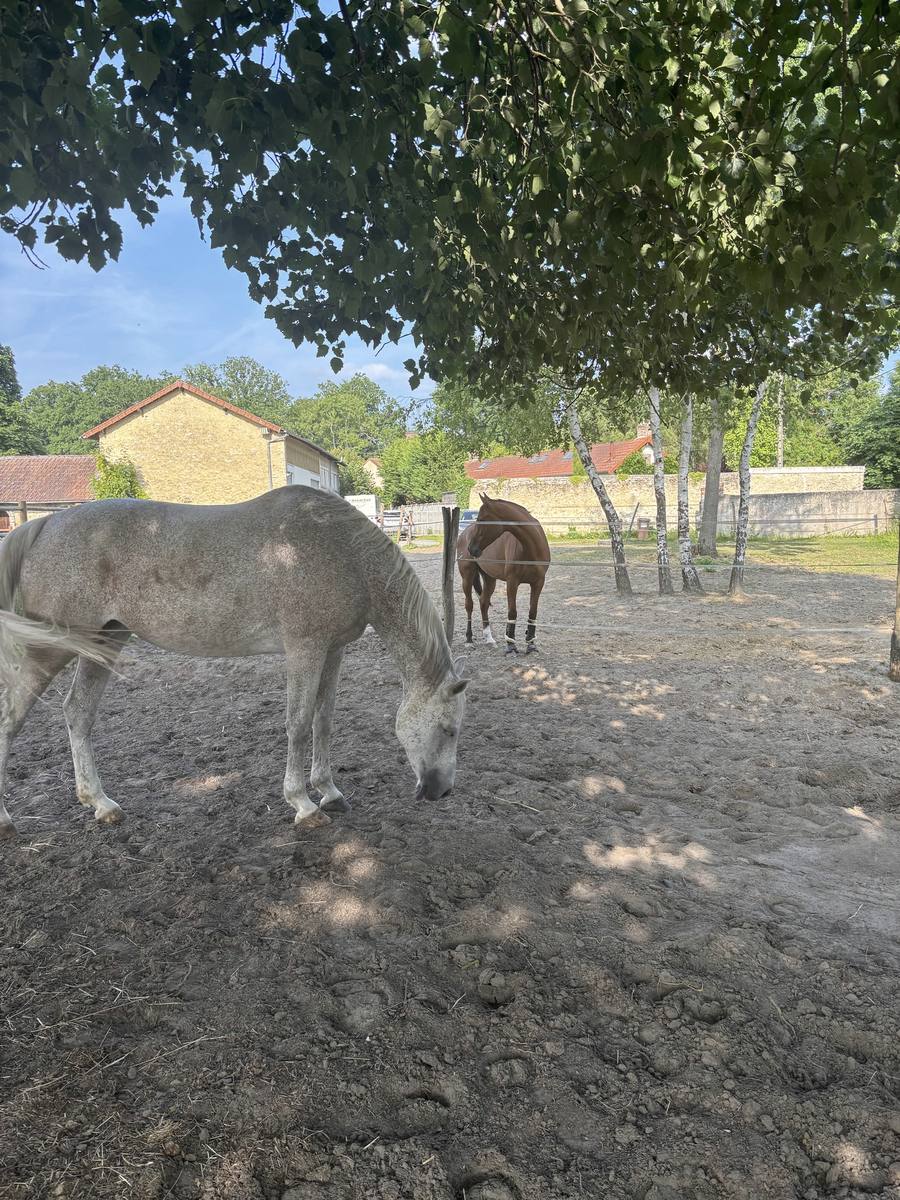 Cheval gris qui broute dans un paddock ombragé