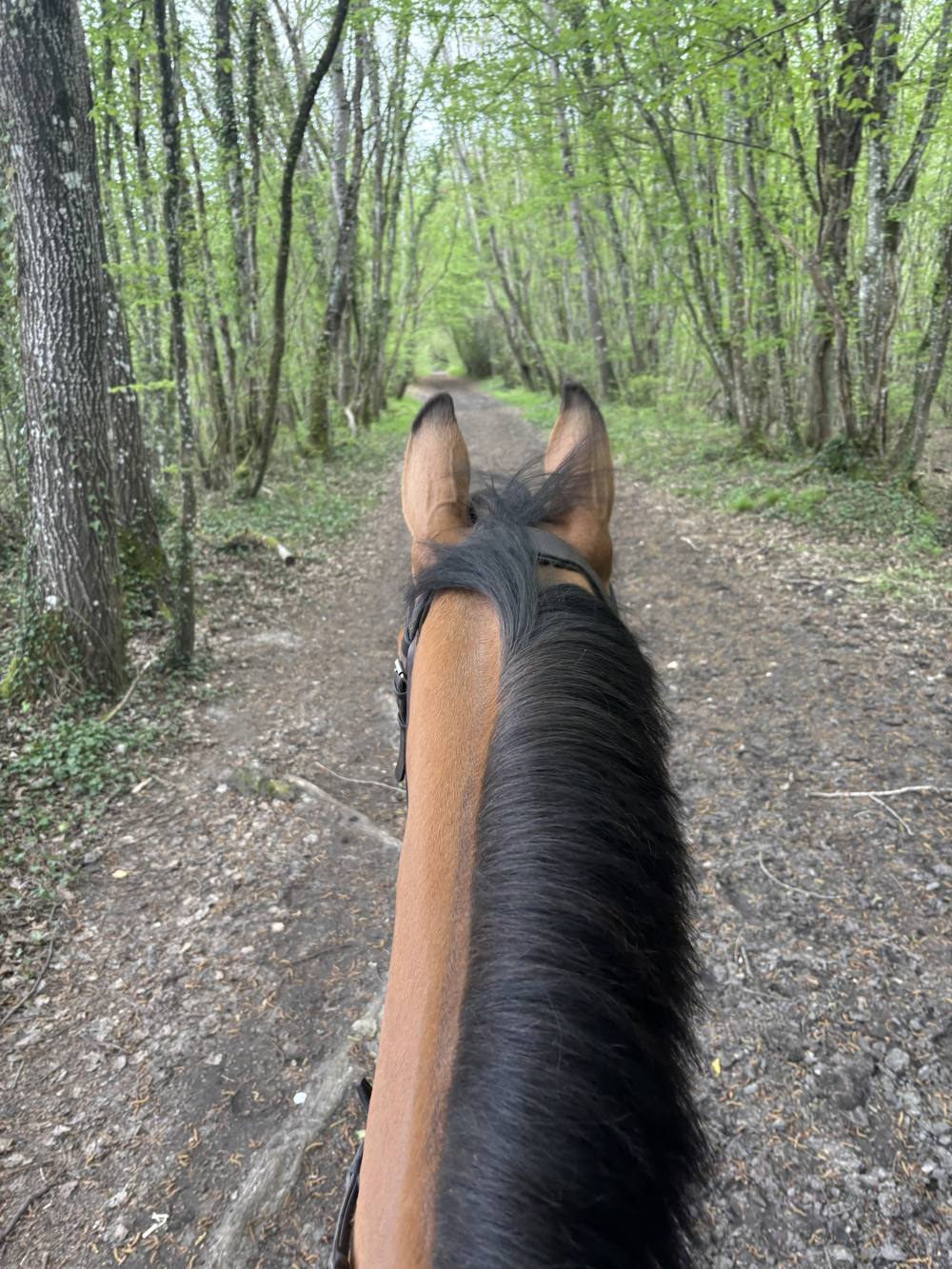Chemin de la forêt de Rambouillet vu entre les oreilles du cheval