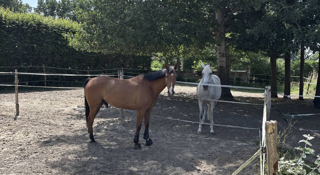 Deux chevaux dans un paddock en sable, sous les arbres