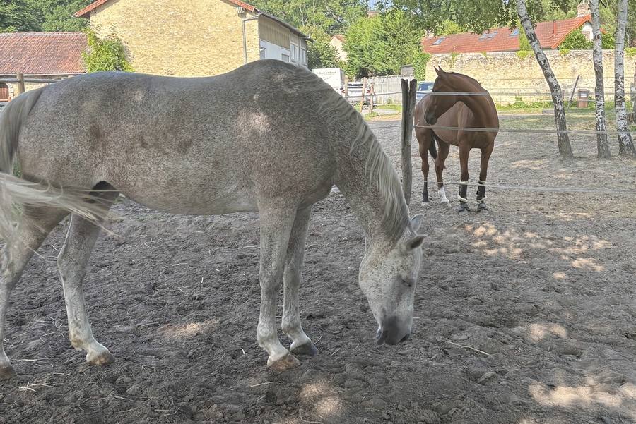 Cheval gris qui broute dans un paddock ombragé